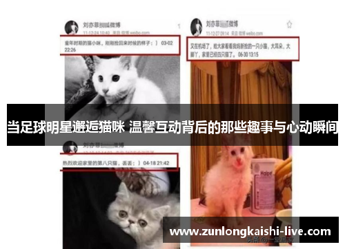 当足球明星邂逅猫咪 温馨互动背后的那些趣事与心动瞬间